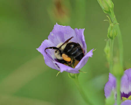 Image de Bourdon fébrile