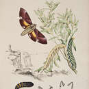 Image of Coequosa triangularis (Donovan 1805)