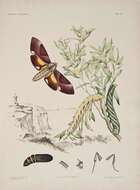 Image of Coequosa Walker 1856