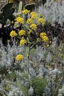 Image of Giant Fennel