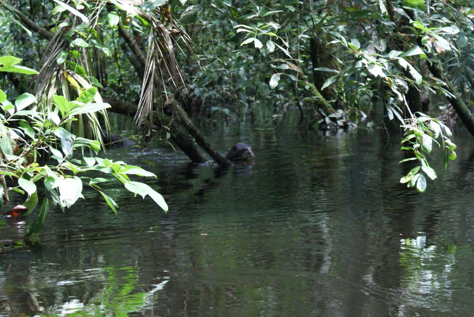 Image of giant otter