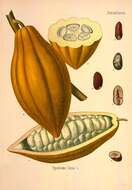 Imagem de Theobroma cacao L.