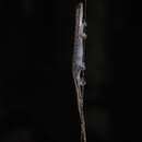 Sivun Hemiphyllodactylus typus Bleeker 1860 kuva