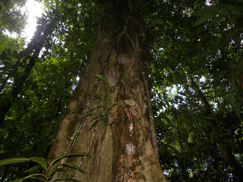 Image of Dussia macroprophyllata (Donn. Sm.) Harms