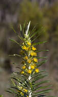 Image of Bedfordia linearis (Labill.) DC.