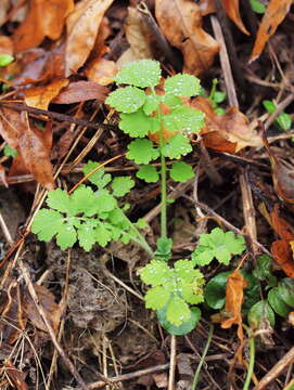 Image of celandine