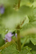 Image of Ground ivy