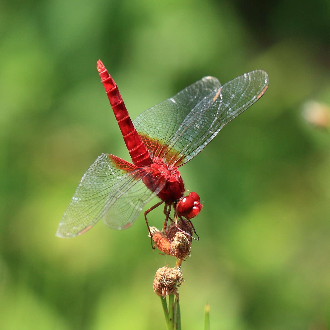 Image of Crocothemis Brauer 1868