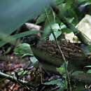 Image of Black-breasted Wood Quail