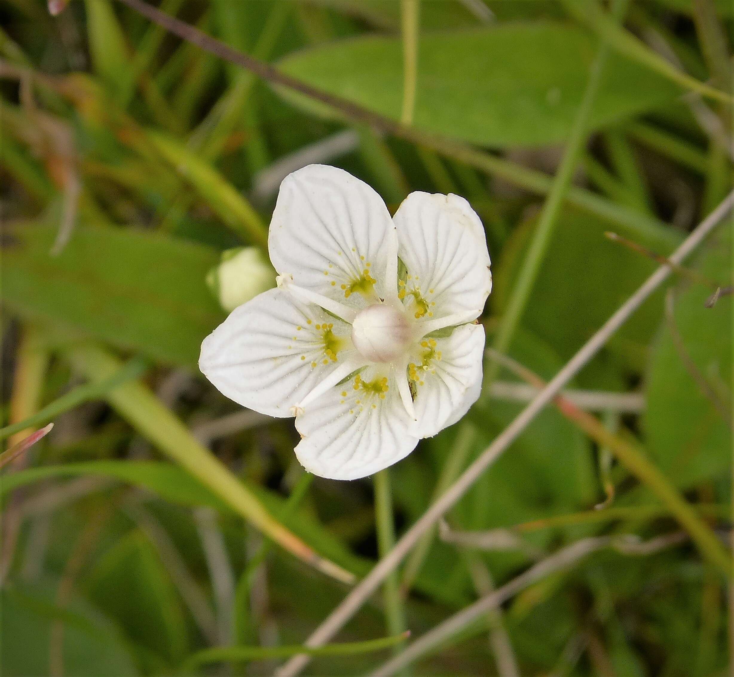 Image of Bog-stars