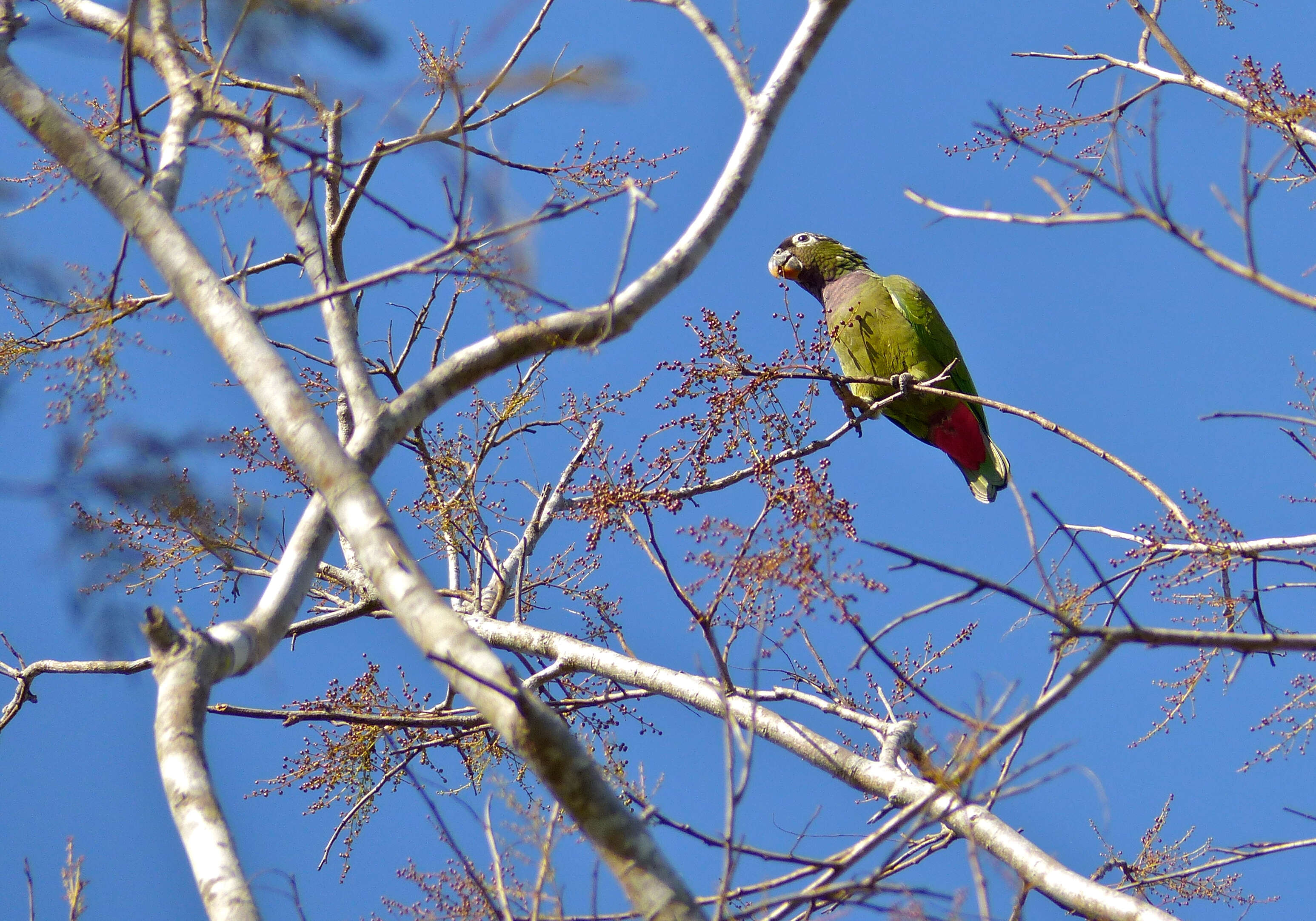 Image of Pionus Wagler 1832