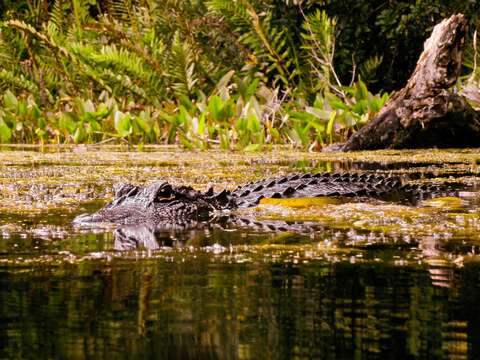 Image of Alligator