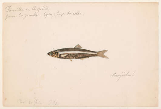 Sivun Anchoa tricolor (Spix & Agassiz 1829) kuva