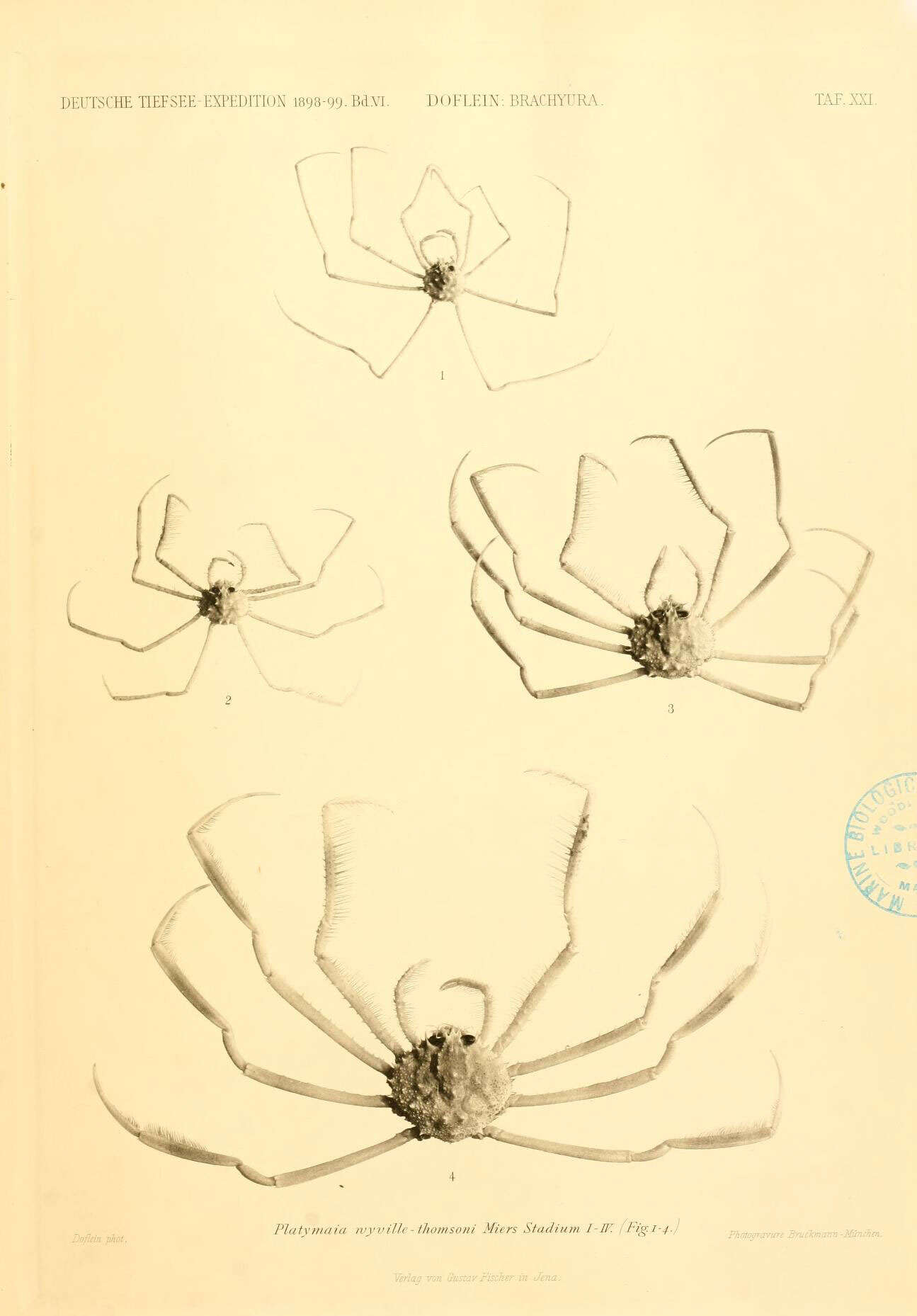 Image of Majoidea Samouelle 1819