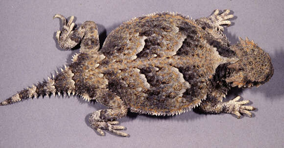 Image of Desert Horned Lizard