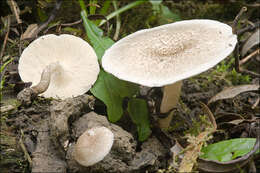 Image of Lentinus