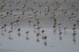 Image of Calidris Merrem 1804