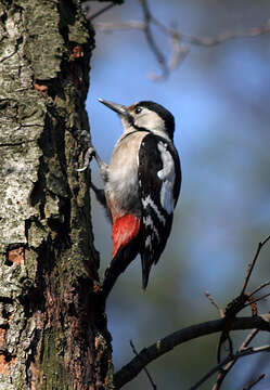 Image of Syrian Woodpecker