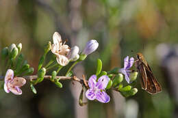 Image of Carolina desert-thorn