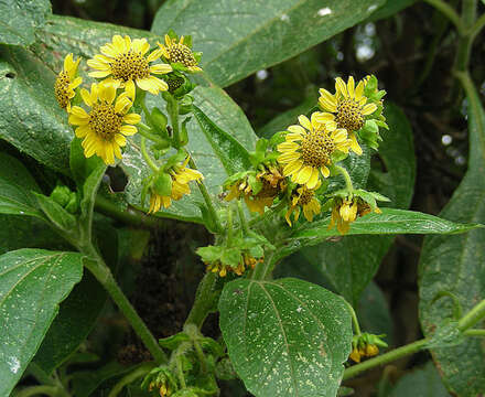 Image of Smallanthus pyramidalis (Triana) H. Rob.