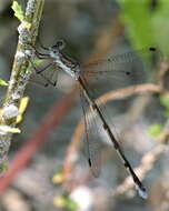 Image of Carolina Spreadwing