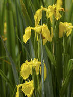 Image of iris