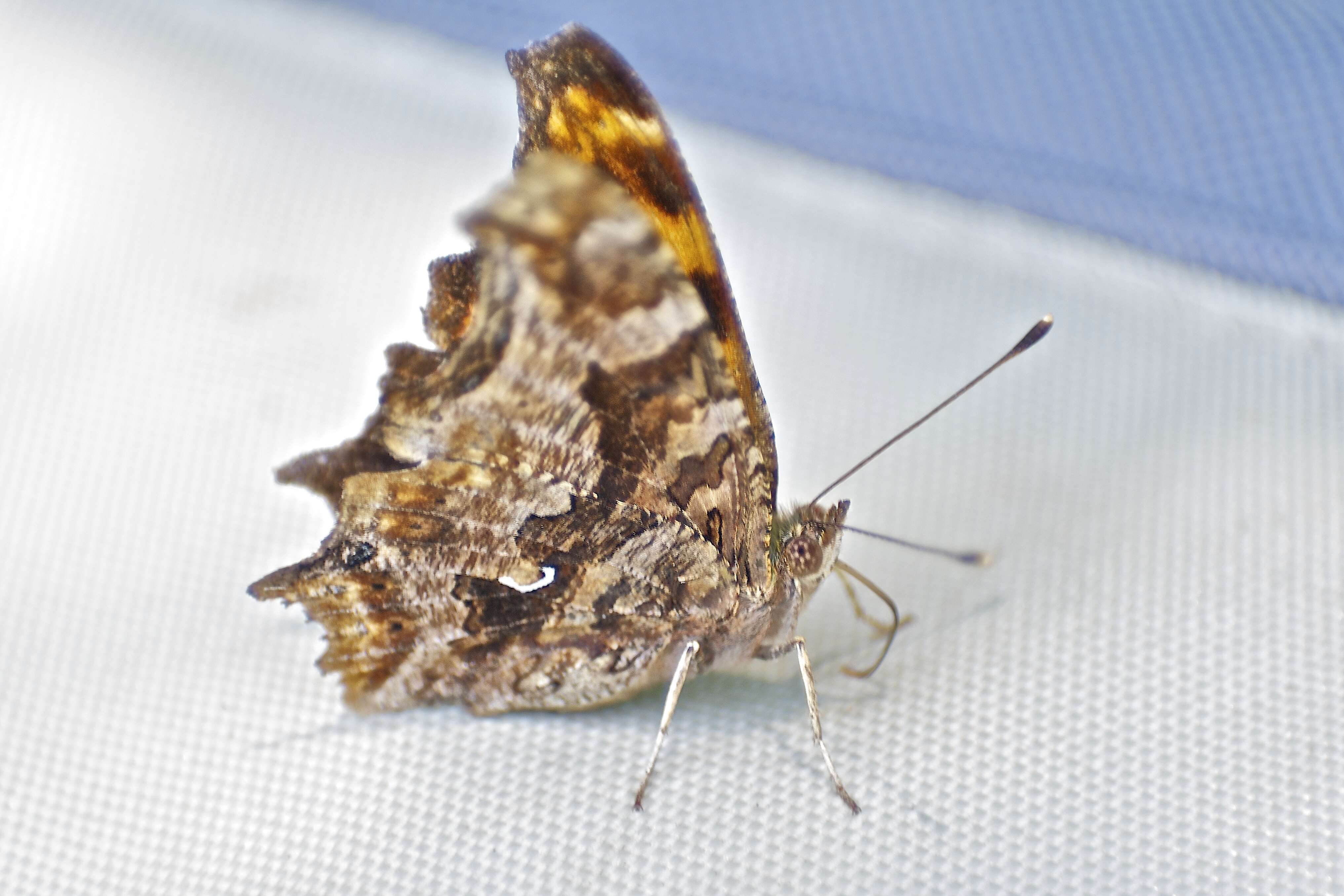 Sivun Polygonia comma Harris 1852 kuva