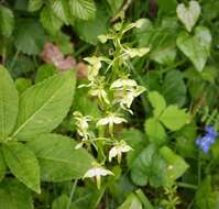 Image of Fringed orchids