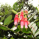 صورة Macleania rupestris (Kunth) A. C. Sm.