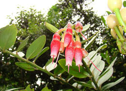 Imagem de Macleania rupestris (Kunth) A. C. Sm.