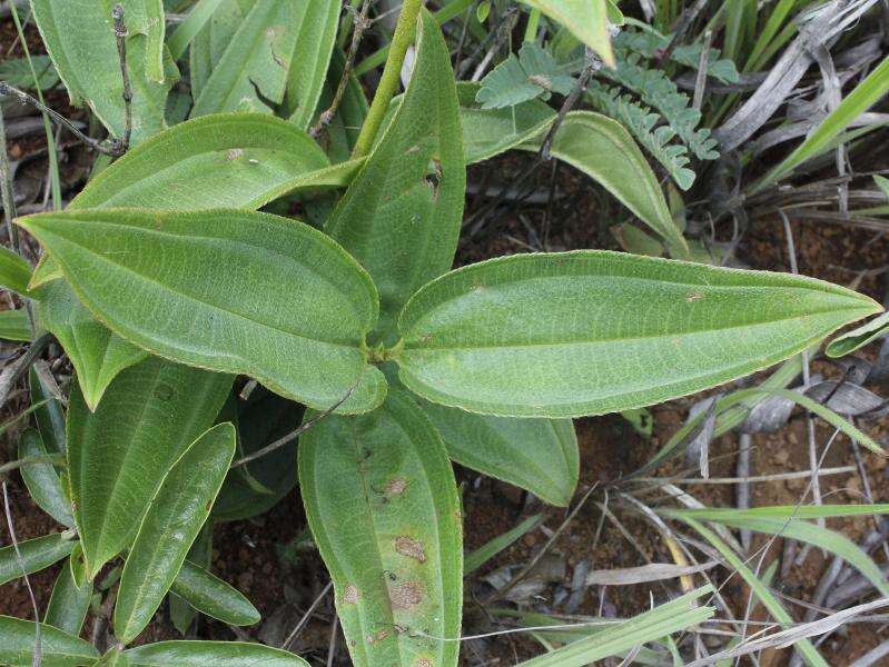 Pleroma aegopogon (Naud.) Triana resmi