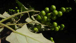 Image of Solanum paniculatum L.