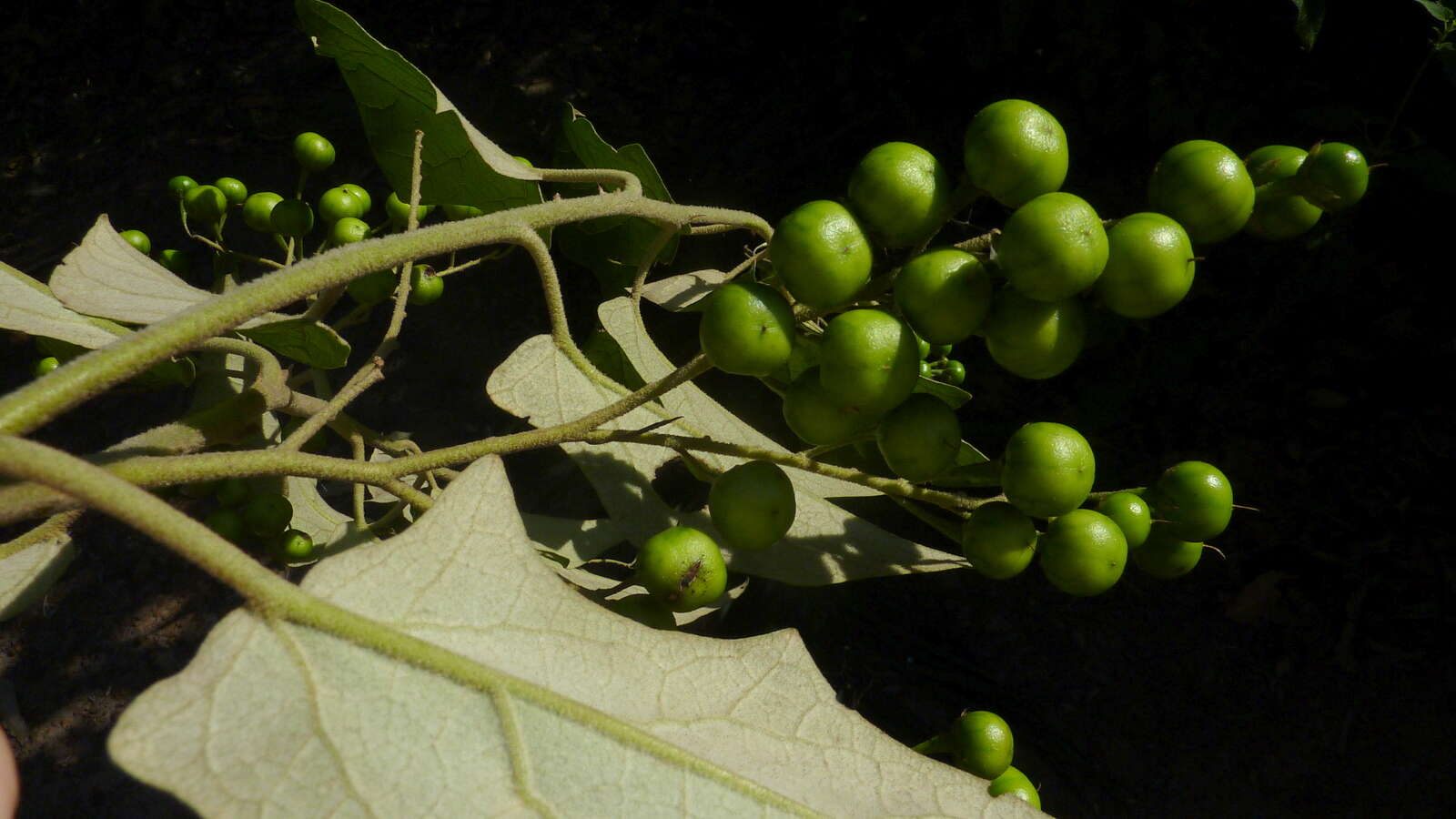 Image of Solanum paniculatum L.