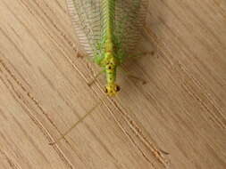 Image of split-footed lacewing