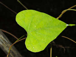 Image of Ipomoea clavata (G. Don) Ooststr. ex Macbr.