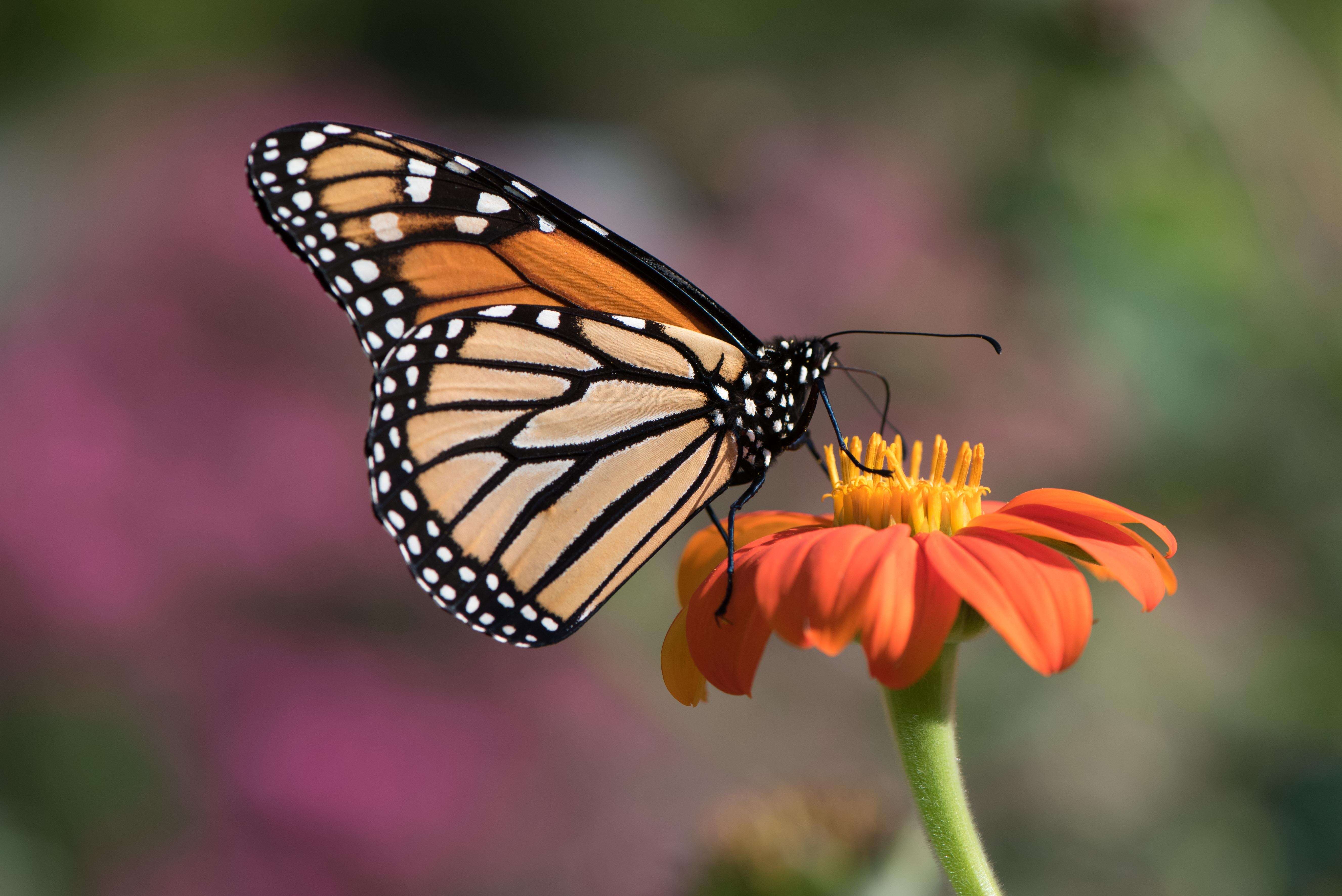 Image of Monarch Butterfly