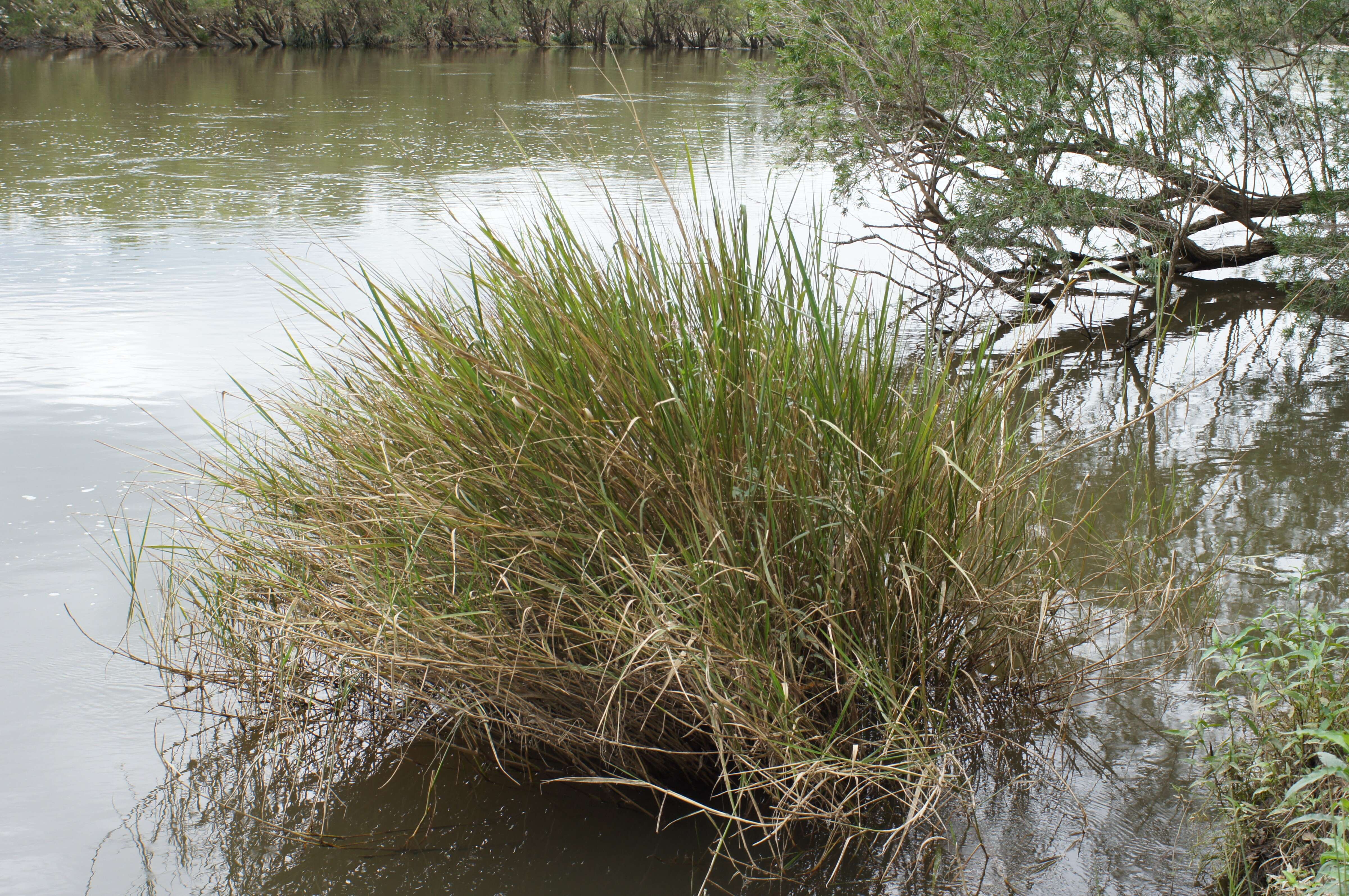 Imagem de Potamophila parviflora R. Br.