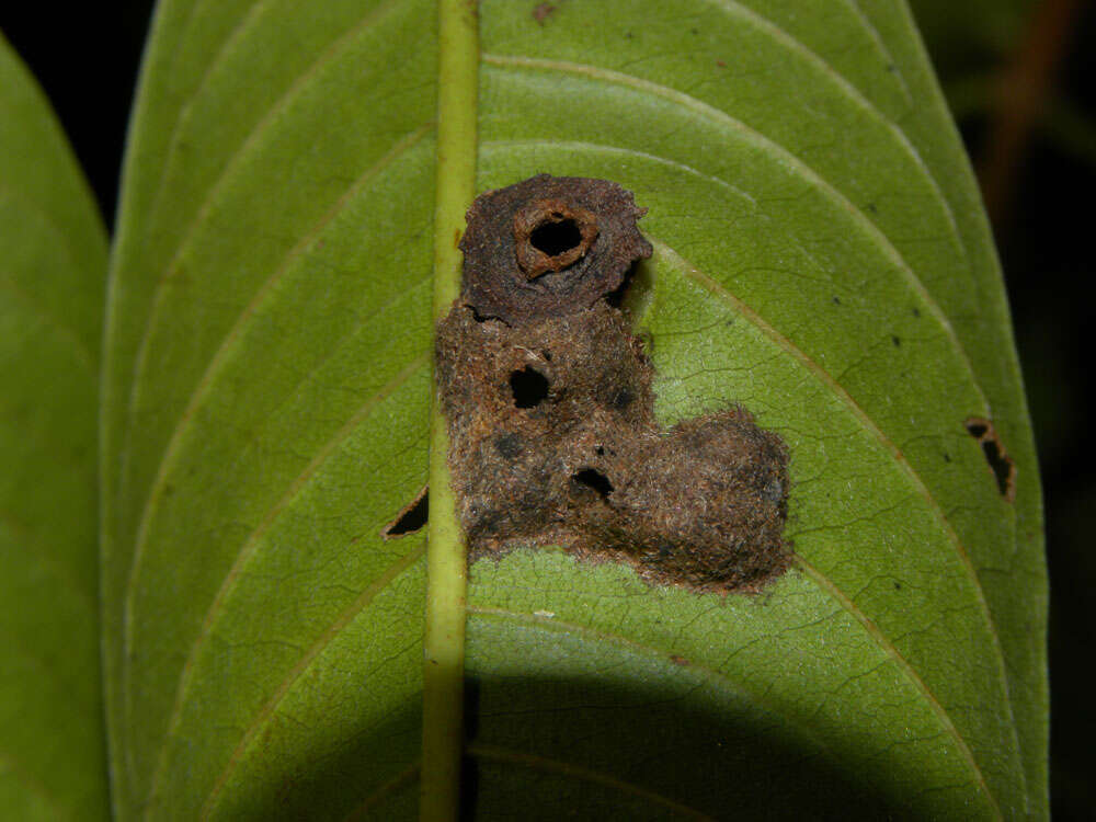 Image of Vochysia allenii Standl. & L. O. Williams