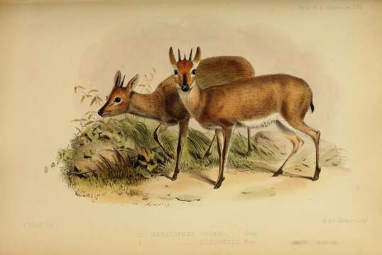 Image of Common Duiker