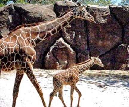 Image of reticulated giraffe