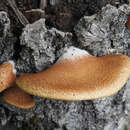 Image of Crepidotus calolepis (Fr.) P. Karst. 1879