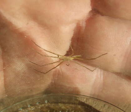 Image of Slender Crab Spiders