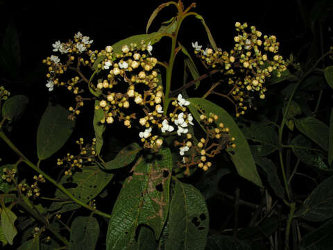 صورة Nectandra reticulata (Ruiz & Pav.) Mez