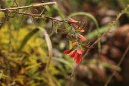 Image of Castilleja fissifolia L. fil.