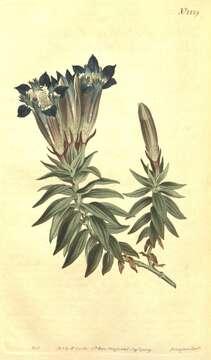 Image of crested gentian