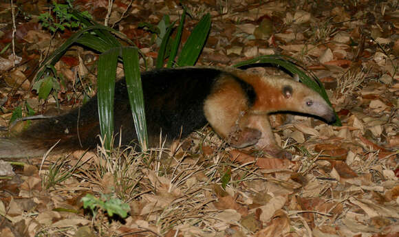 Image of Tamandua Gray 1825