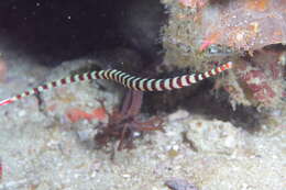 Image of banded pipefish