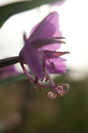 Image of rosebay willowherb