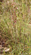 Image of Creeping Molasses Grass