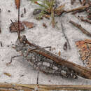Image of Longhorn Band-wing Grasshopper
